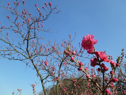1,大平山08.JPG