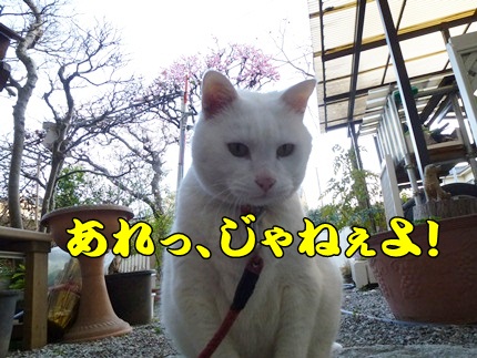 1,大平山10.JPG