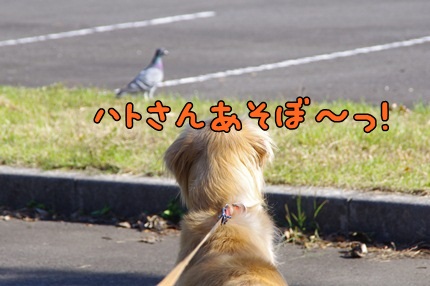 1.新米05.jpg