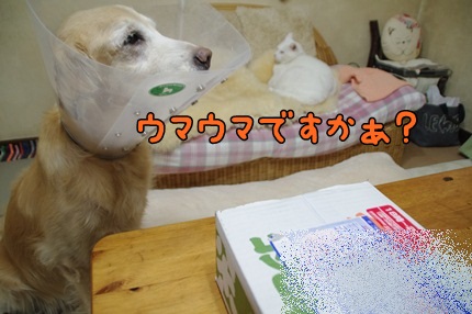 1.新米09.jpg