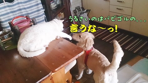 ramu-603.jpg