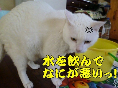 1名入れトート13.jpg