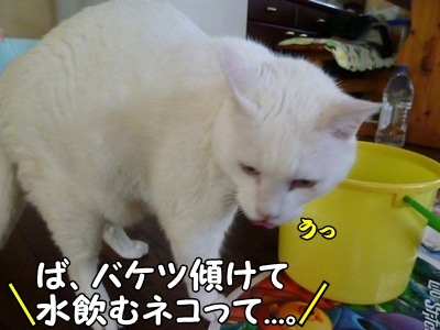 1名入れトート14.jpg