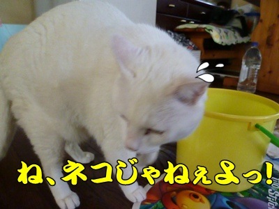 1名入れトート15.jpg