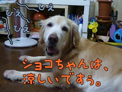 1.ひえひえ01.jpg
