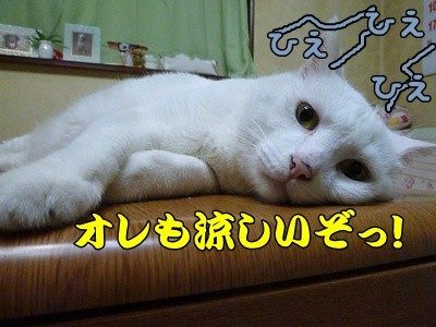 1.ひえひえ02.jpg