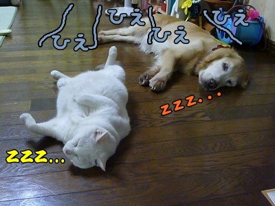 1.ひえひえ03.jpg