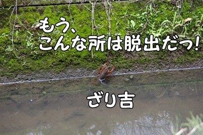 1.アジサイ05.jpg