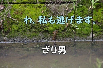 1.アジサイ06.jpg