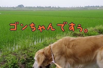 1.アジサイ13.jpg