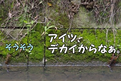 1.アジサイ30.jpg