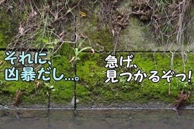1.アジサイ31.jpg