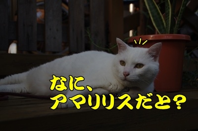 1.スヌーピー04.jpg