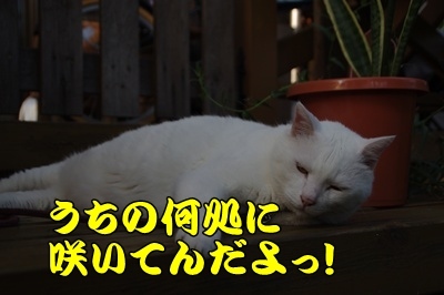 1.スヌーピー05.jpg