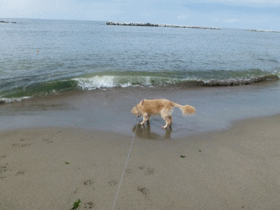 1,新潟.gif