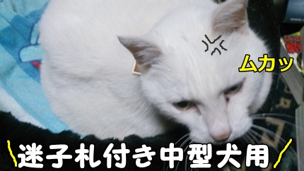 1,H26年26土手20.jpg