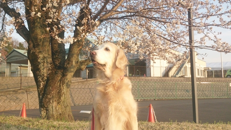 1,H26桜02.jpg