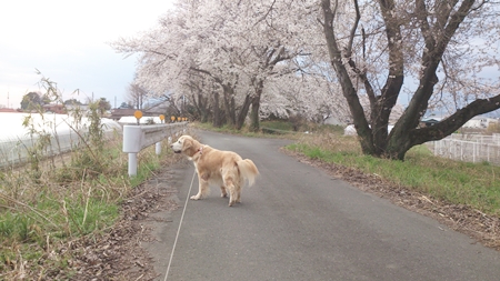 1,H26桜03.jpg