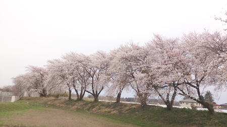 1,H26桜04.jpg