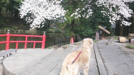 1,H26桜05.jpg