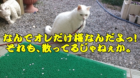 1,H26桜16.jpg