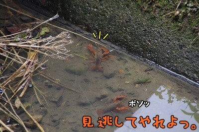 1.アジサイ07.jpg