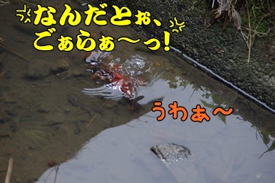 1.アジサイ08.jpg
