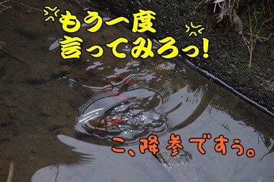 1.アジサイ10.jpg