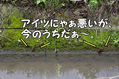 1.アジサイ11.jpg