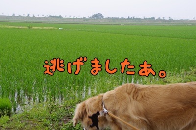 1.アジサイ14.jpg