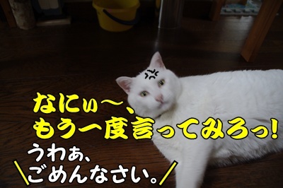 1.アジサイ26.jpg