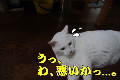 1.アジサイ28.jpg