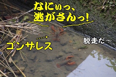 1.アジサイ32.jpg