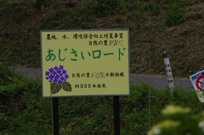1.アジサイ33.jpg